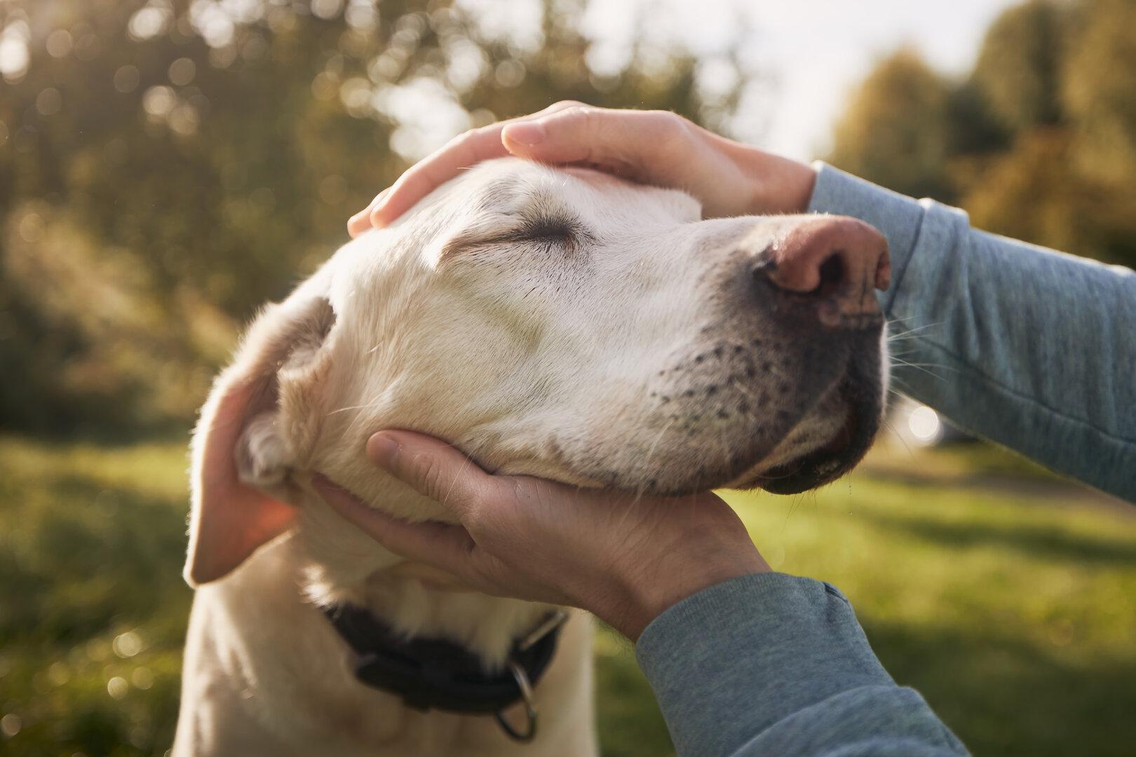 Posttraumatische Belastungsstörung: Hunde erschnüffeln frühe Anzeichen