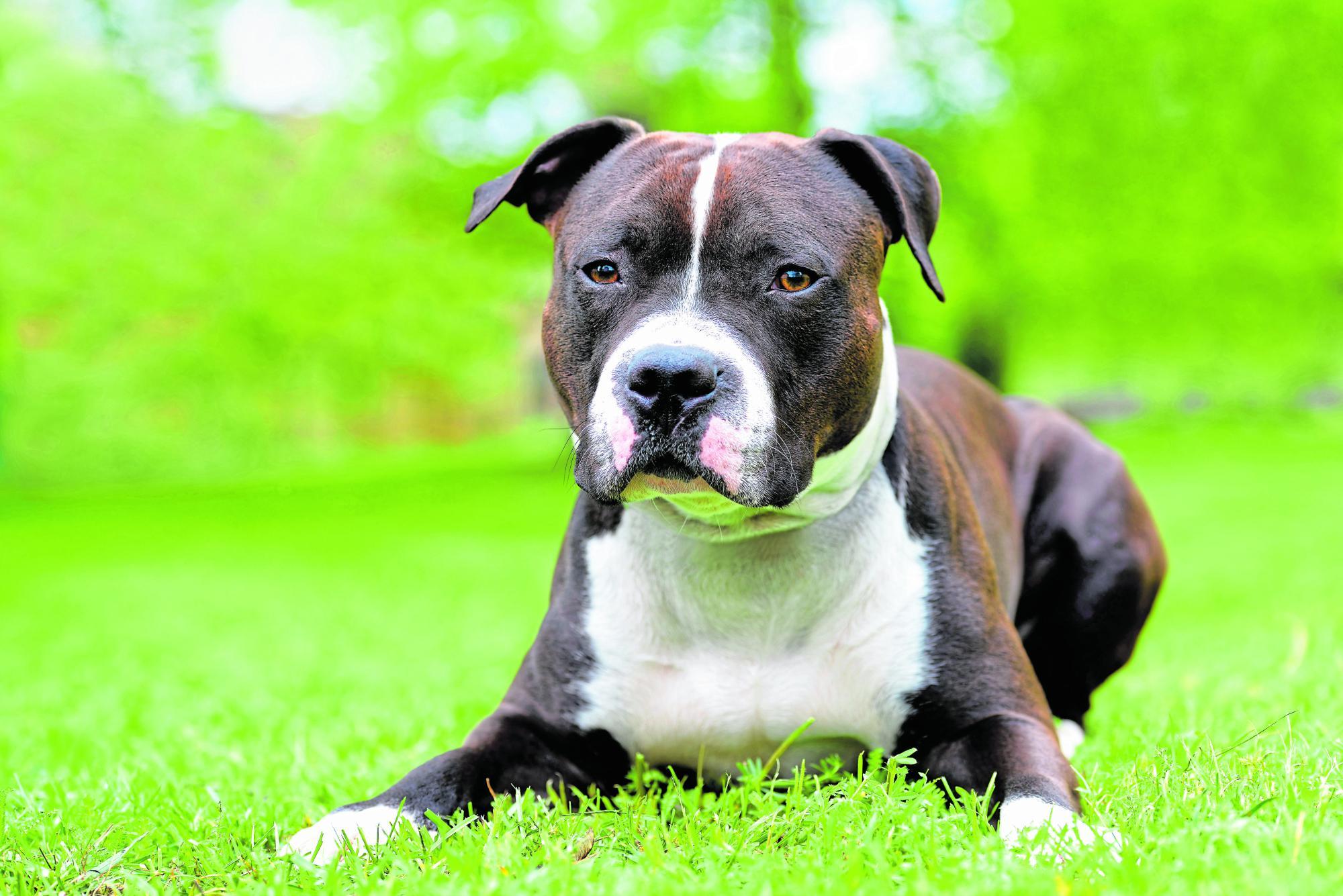Amercian Staffordshire Terrier: Von der Kampfgrube ins Einfamilienhaus