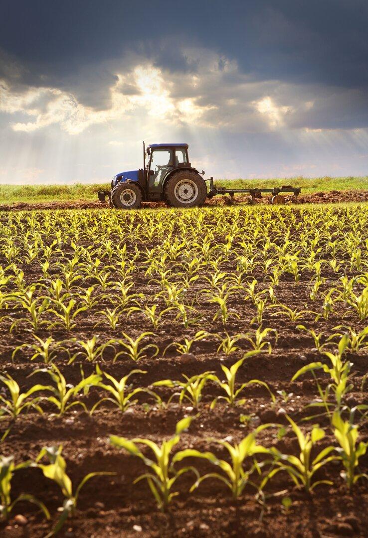 Erleichterung für Bauern, Belastung für Umwelt: EU-Agrarpolitik umstritten