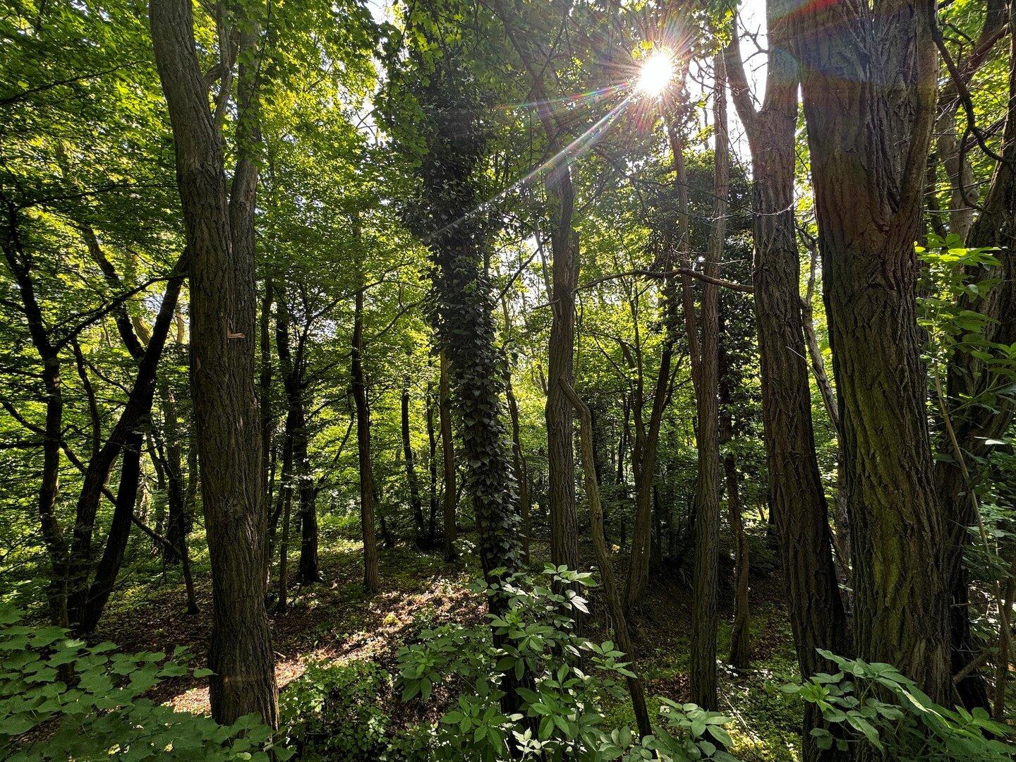 Eisenstadt bekommt einen  Waldfriedhof im Leithagebirge