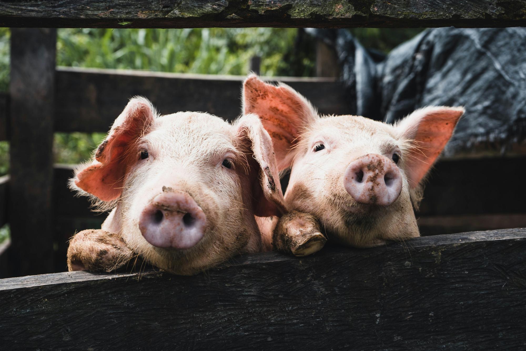 Irrtum wegen Navi-Fehlers: Schlachter tötete falsche Schweine