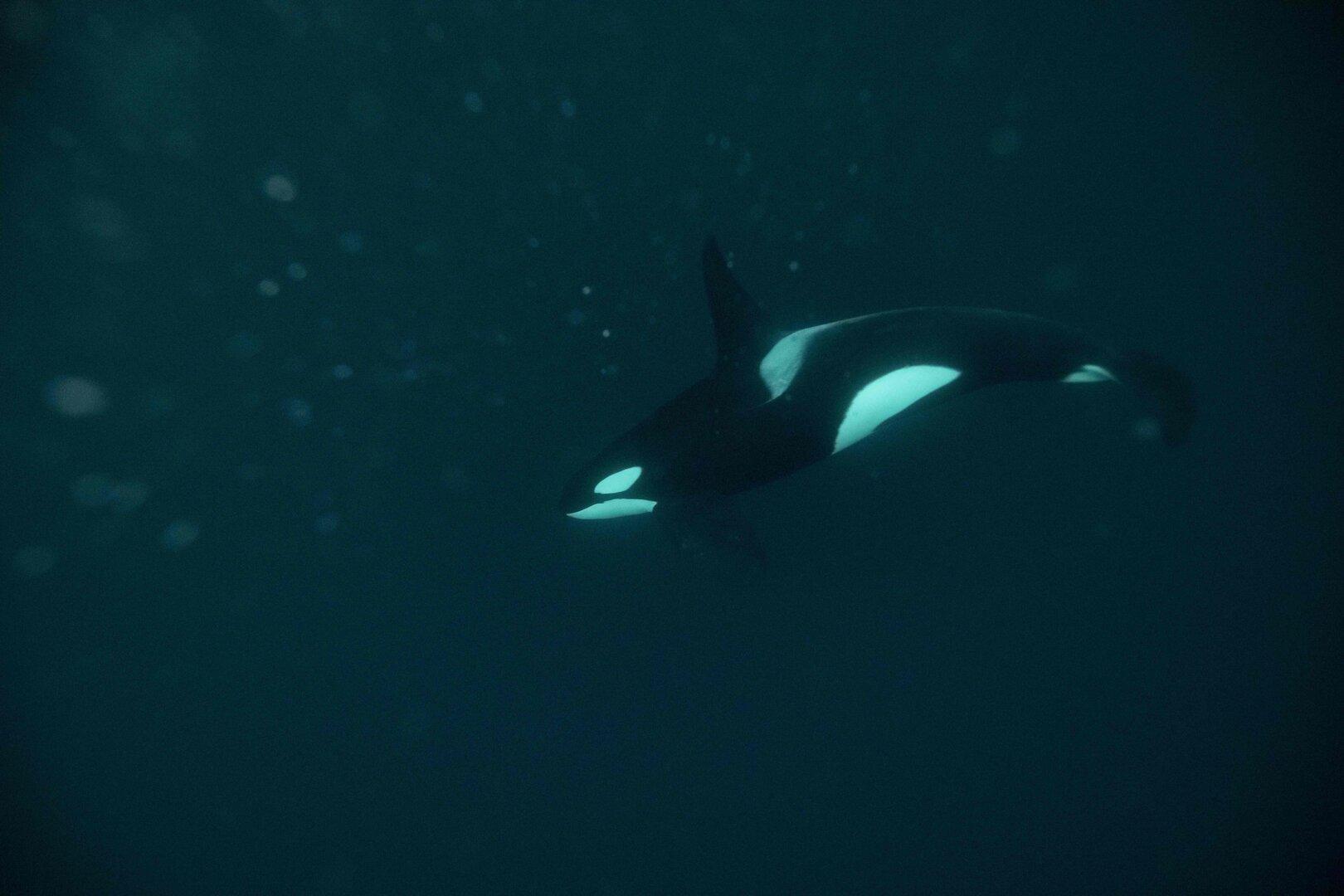 Großes Rätsel um Orca-Angriffe: Warum Wale Boote angreifen