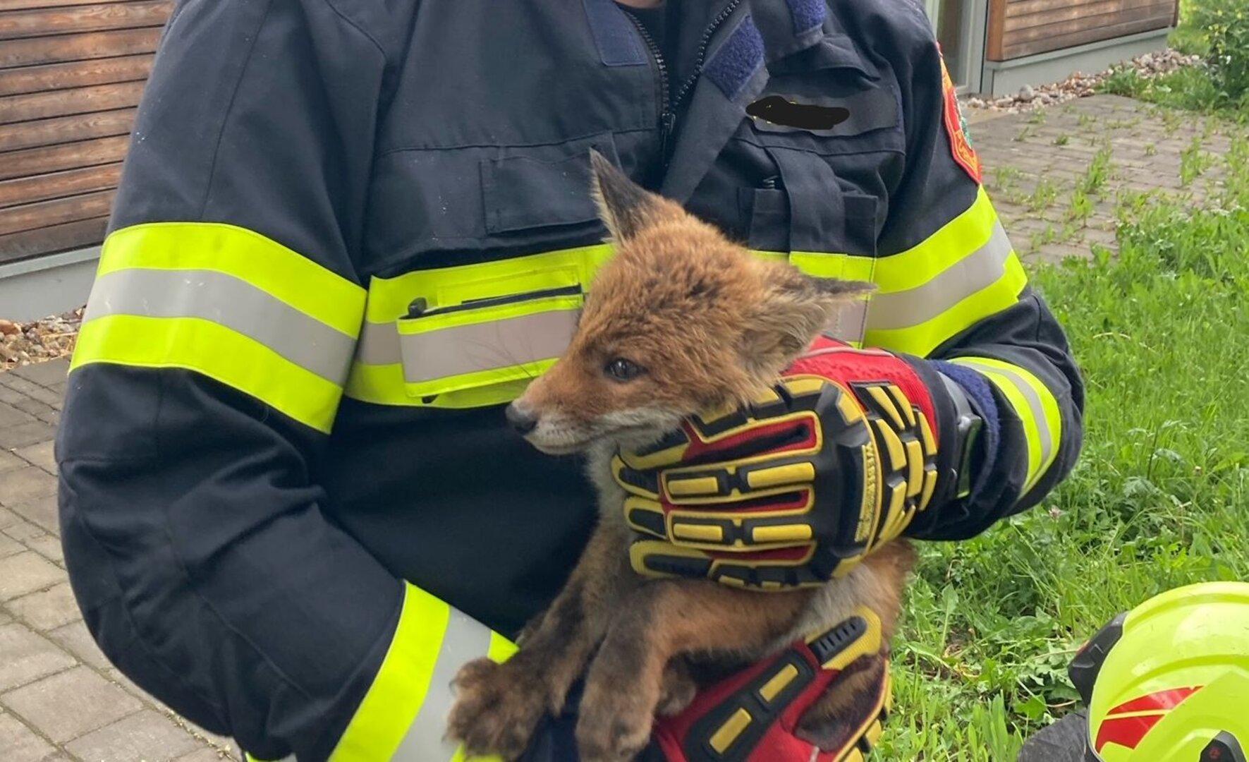 Junger Fuchs in Auto eingeklemmt, die Feuerwehr half