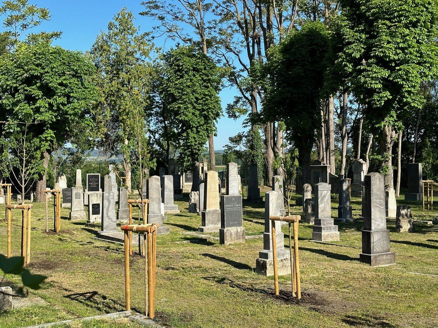 Jüdischer Friedhof in St. Pölten: Neuer Glanz für alte Gräber