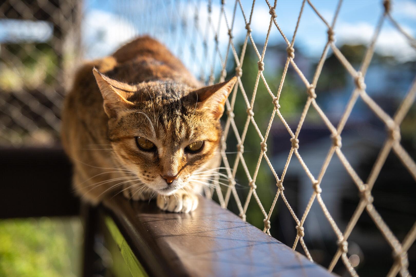 Tiercoach: Damit das Fenster für Katzen nicht zur Falle wird