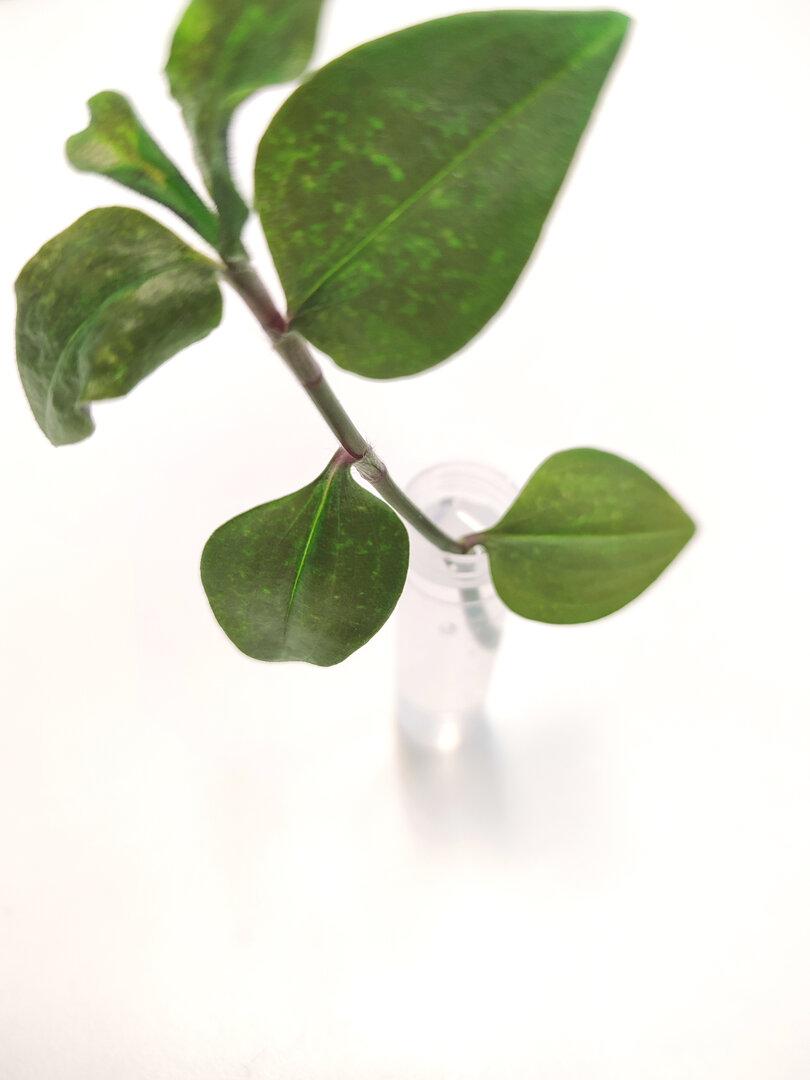 Im Glas können Stecklinge Wurzeln schlagen.