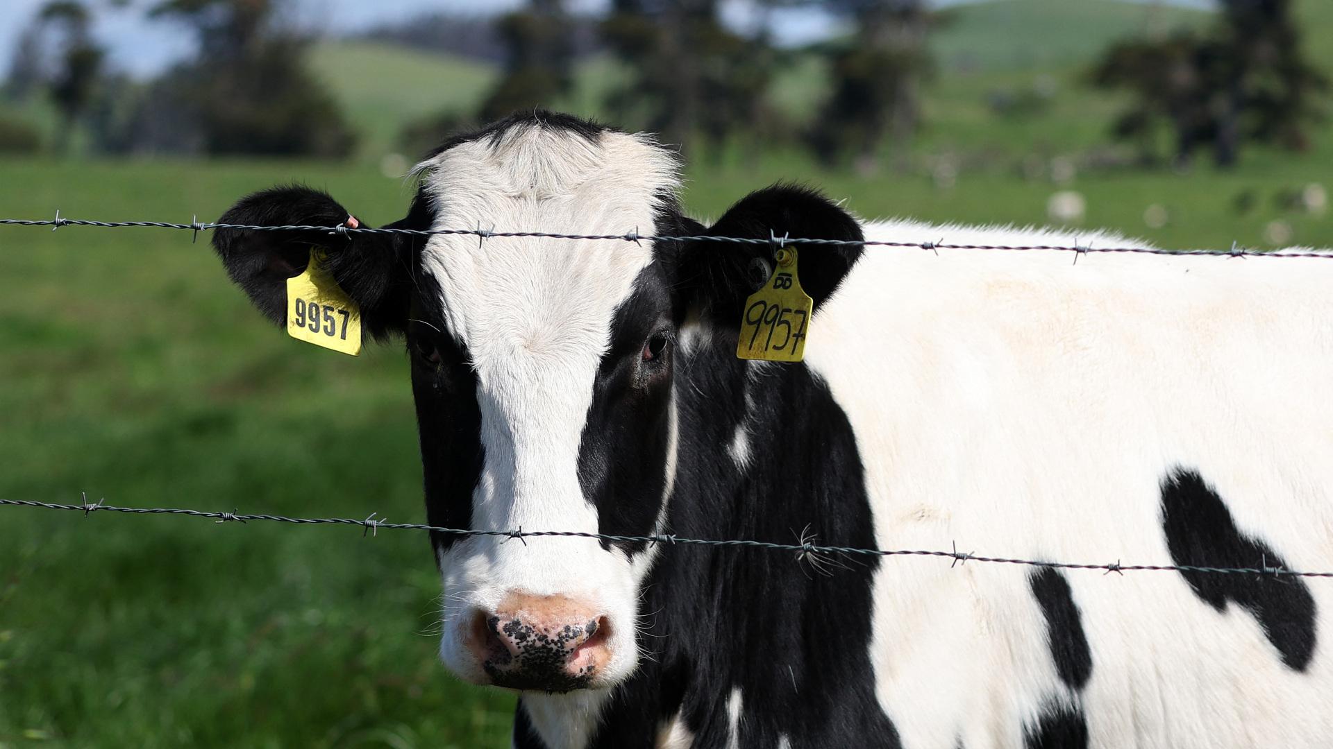 Betroffen ist ein Mitarbeiter eines Milchviehbetriebes in Michigan