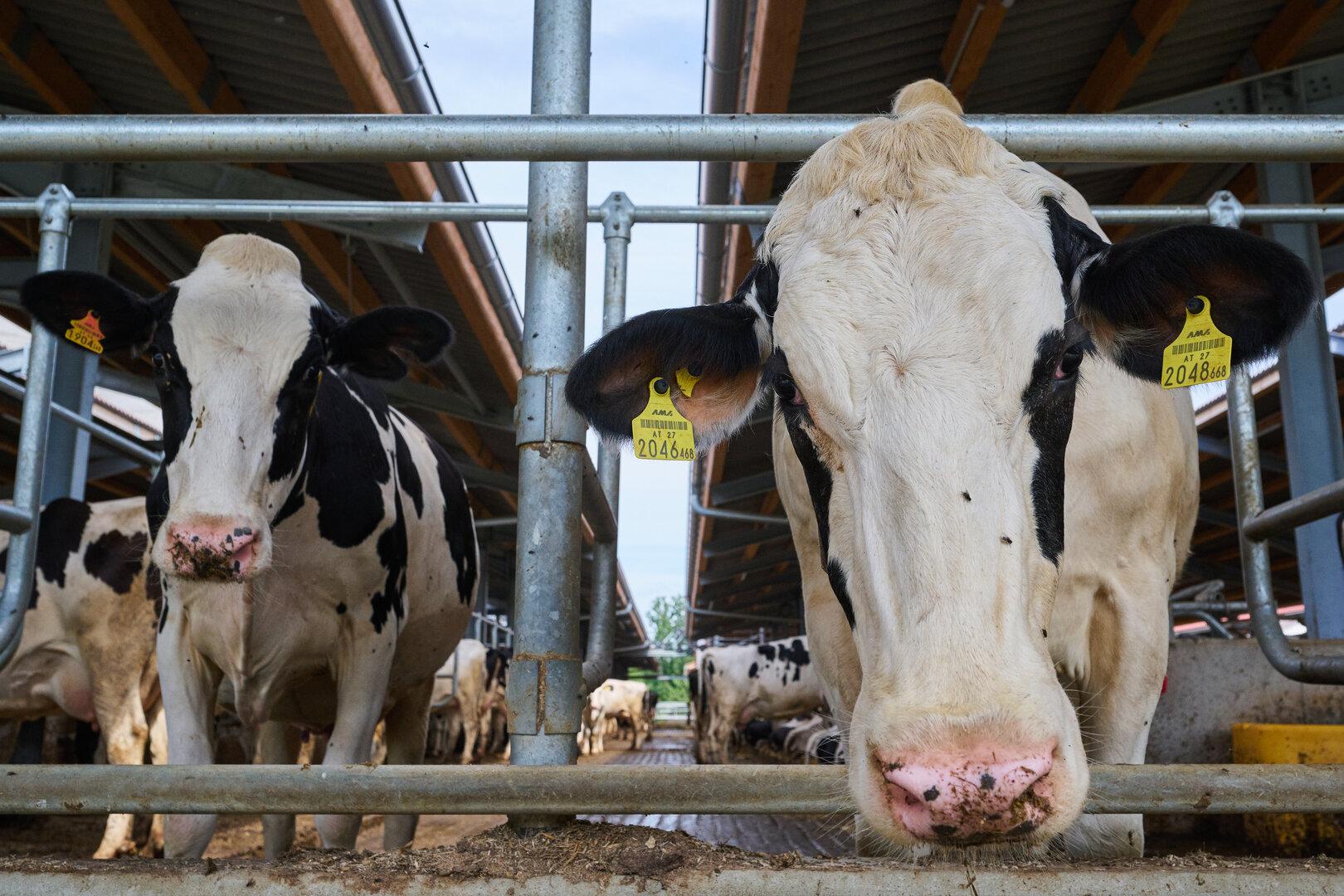 Milchwirtschaft: Mehr Billigimporte, weniger Bio