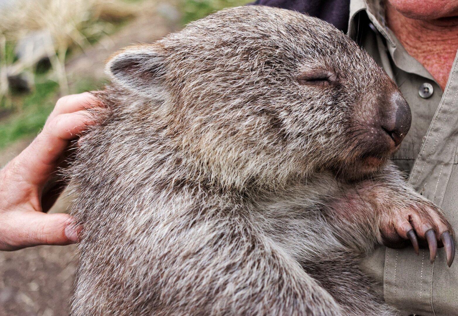 Wombat-Spaziergänger, paranormale Ermittler und Sternengucker gesucht