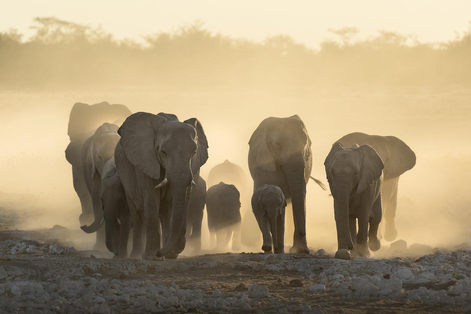 Einzigartige Tiersprache: Elefanten geben einander Namen