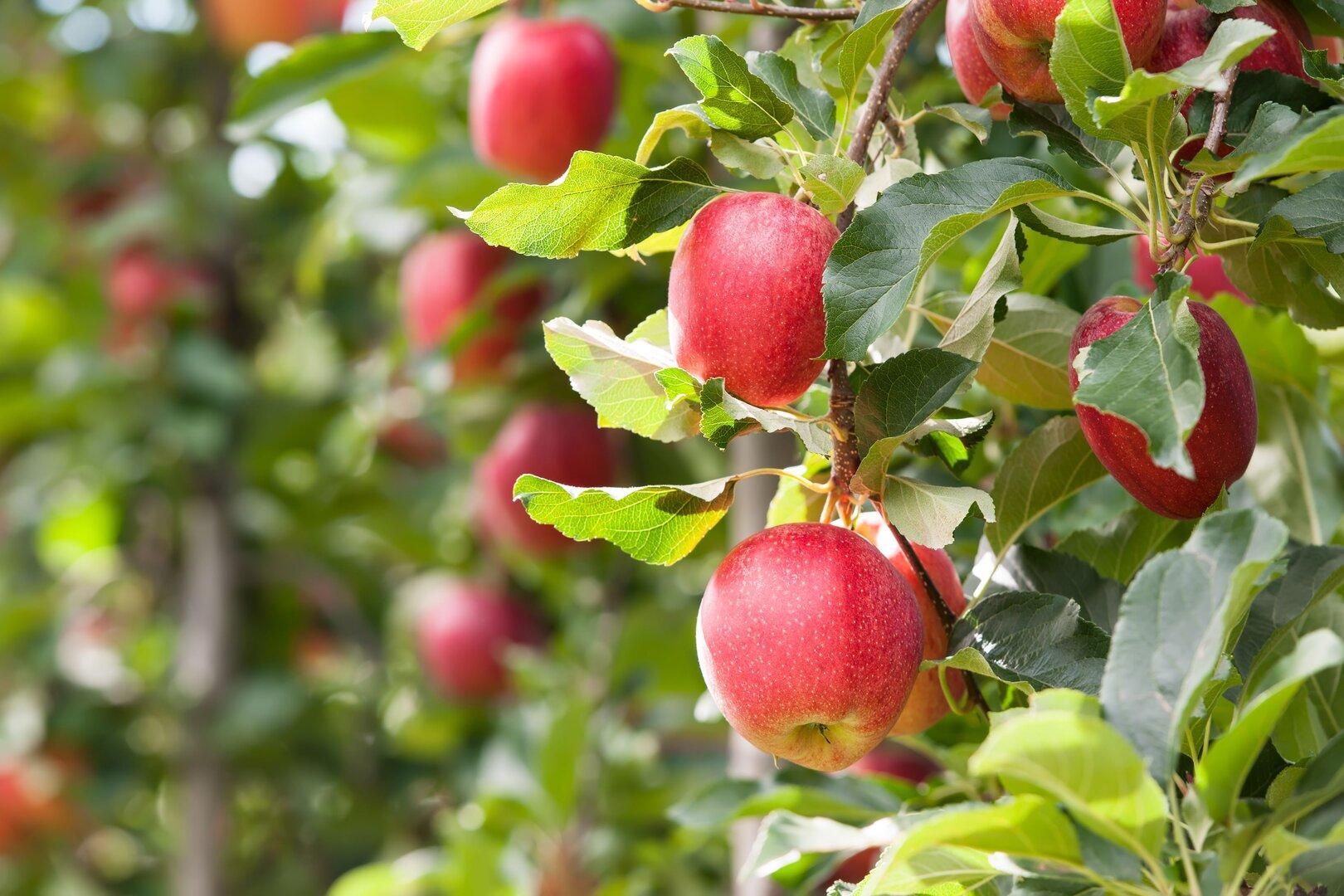 Gärtner-Tipp: Was der Apfelbaum für eine gute Ernte braucht