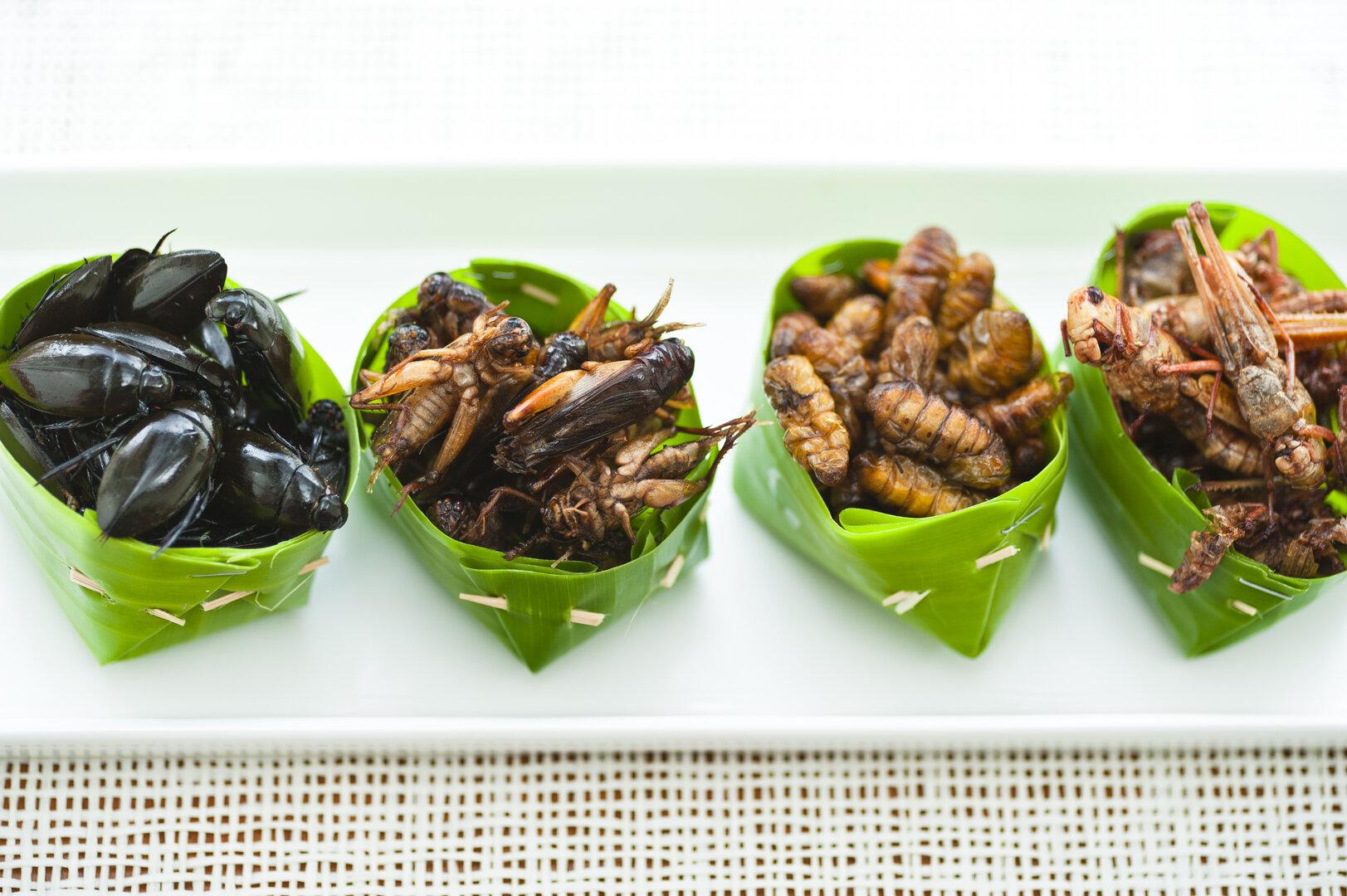 Grillen bis Raupen: 16 Insektenarten in Singapur als Lebensmittel zugelassen