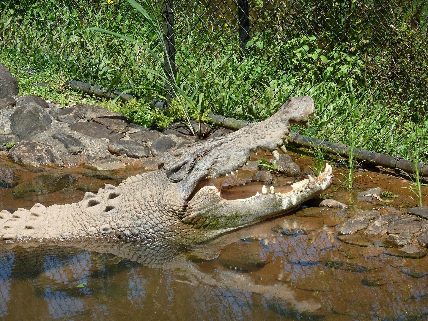 Krokodil nach tödlichem Angriff auf Kind erschossen