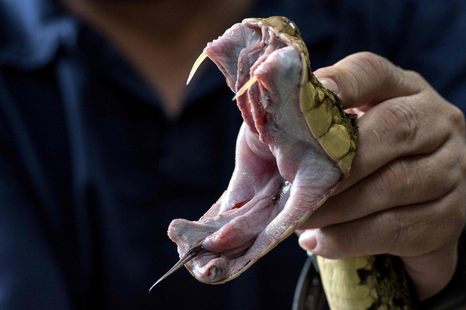 Mann wollte hundert Schlangen in seiner Hose nach China schmuggeln