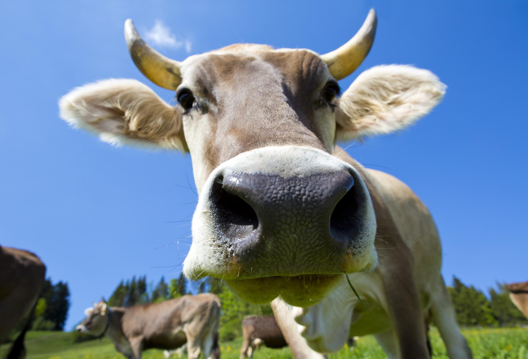 Hohe CO2-Emissionen: Dänemark will jede Kuh besteuern