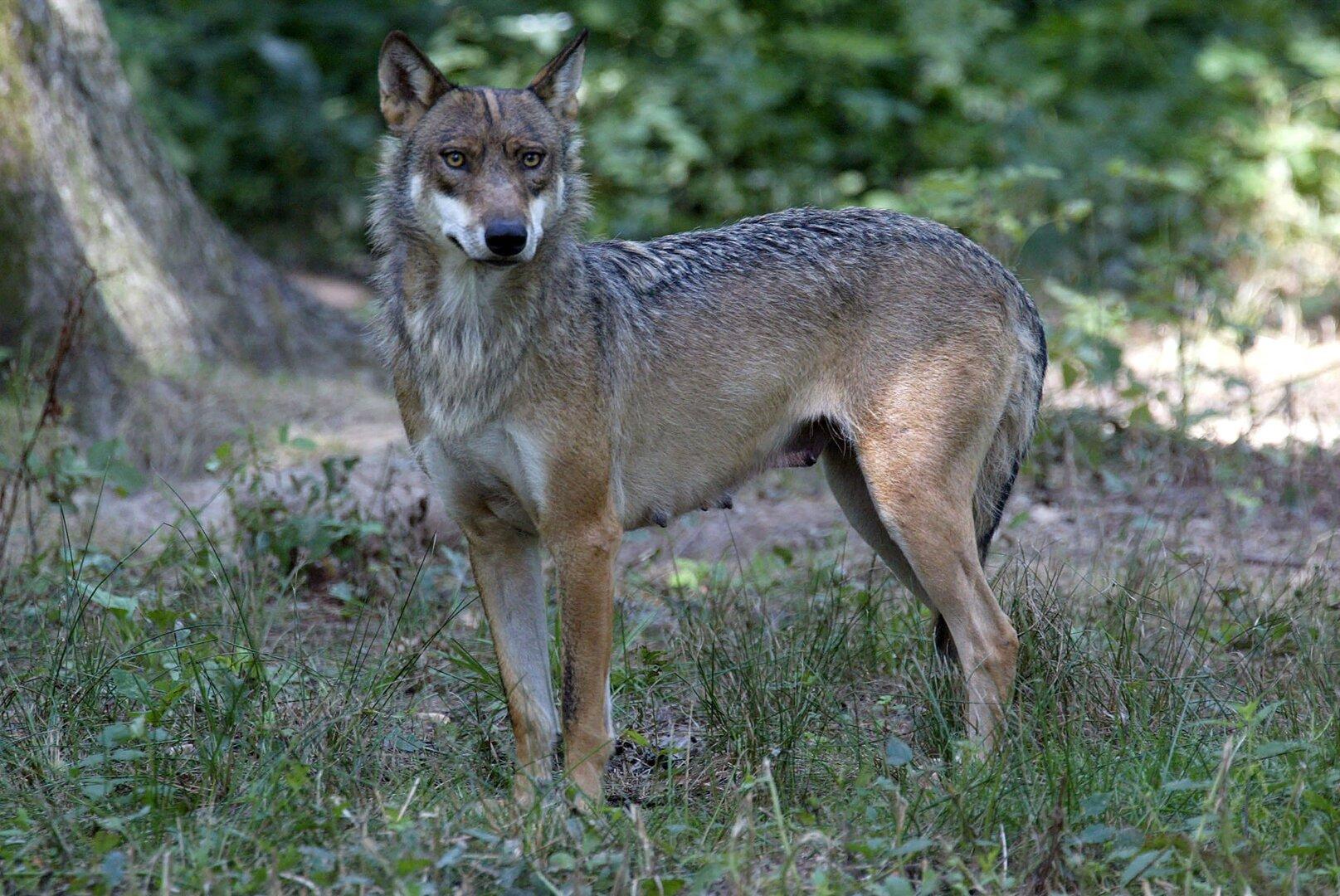 EuGH: Wolfsjagdverbot in Österreich gilt weiter