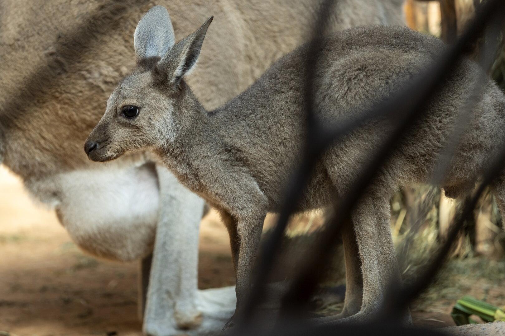 Erschossen oder überfahren: 65 Kängurus brutal getötet