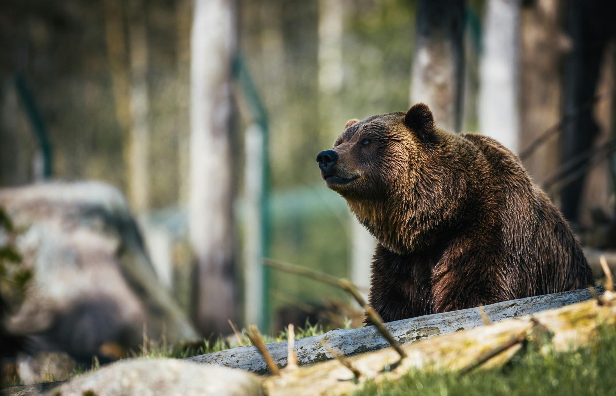 Tourist in Italien bei Spaziergang von Bären angegriffen