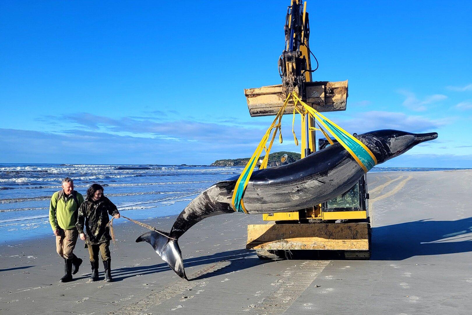 Extrem seltener Wal in Neuseeland an Strand gespült