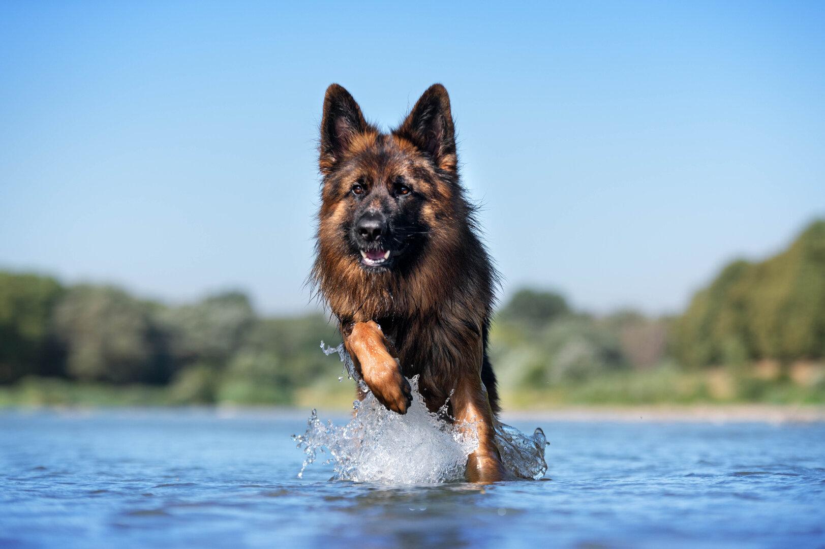 Tiercoach: Welche Folge kaltes Wasser bei Hunden haben kann