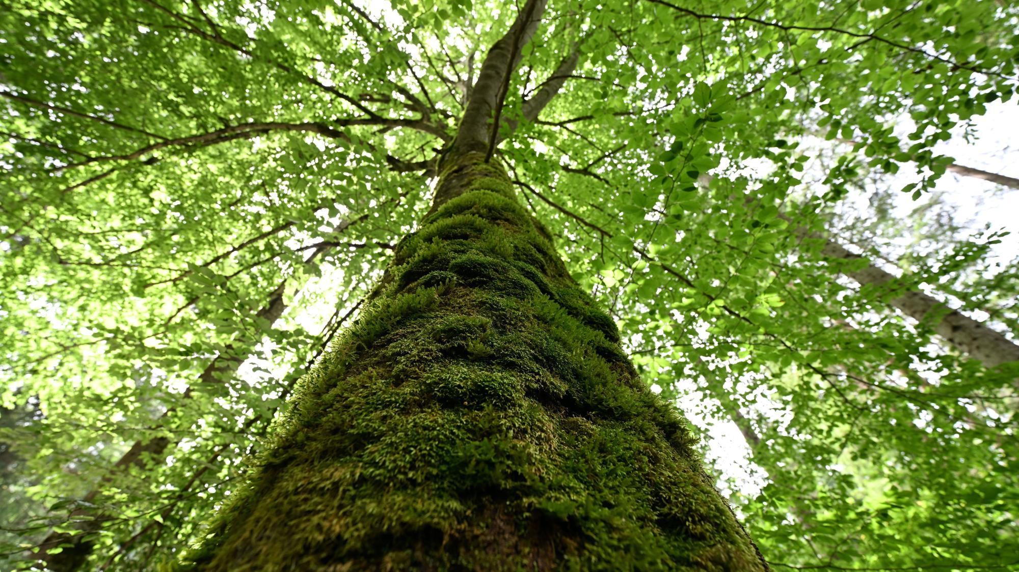 Moore, Wälder, Wiesen, Bäche: Welche Probleme macht die  Renaturierung?