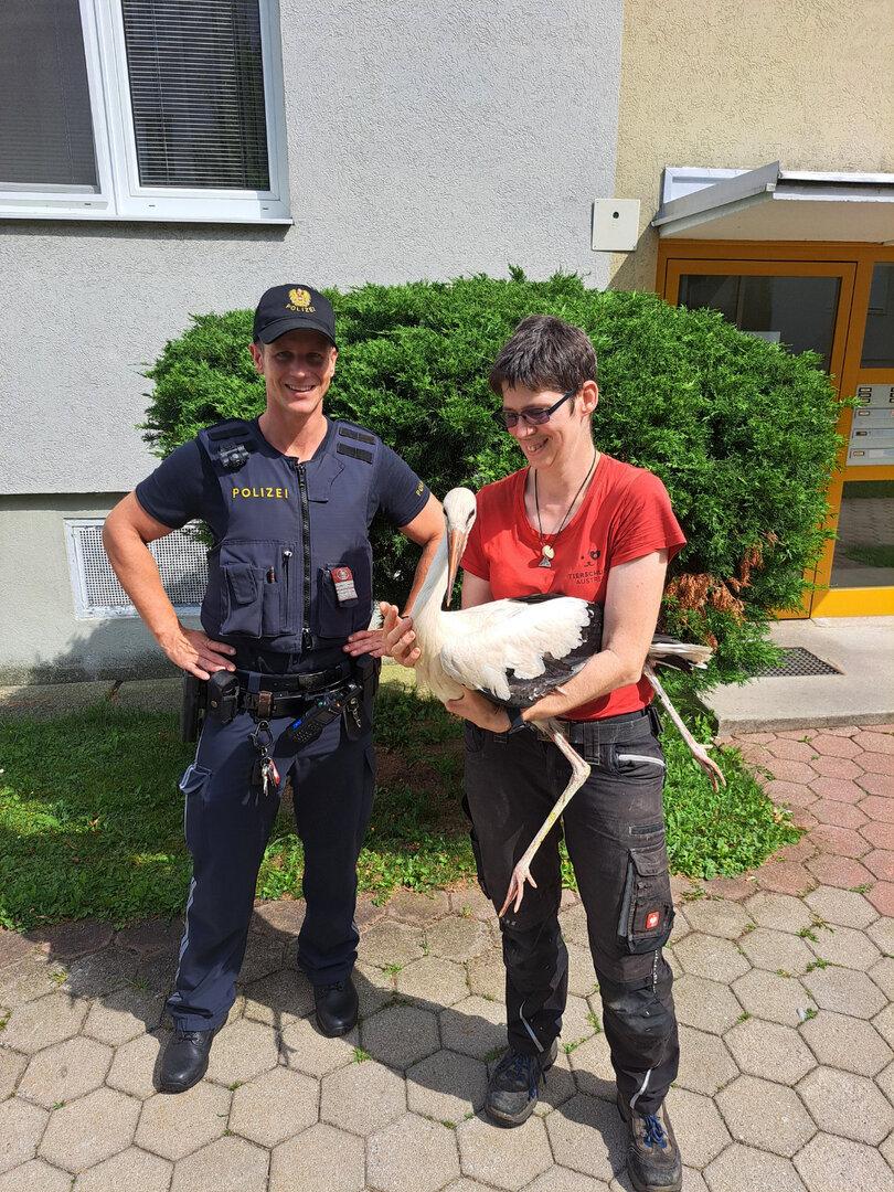 Mission Storch: Flügellahmes Tier in Neunkirchen gerettet