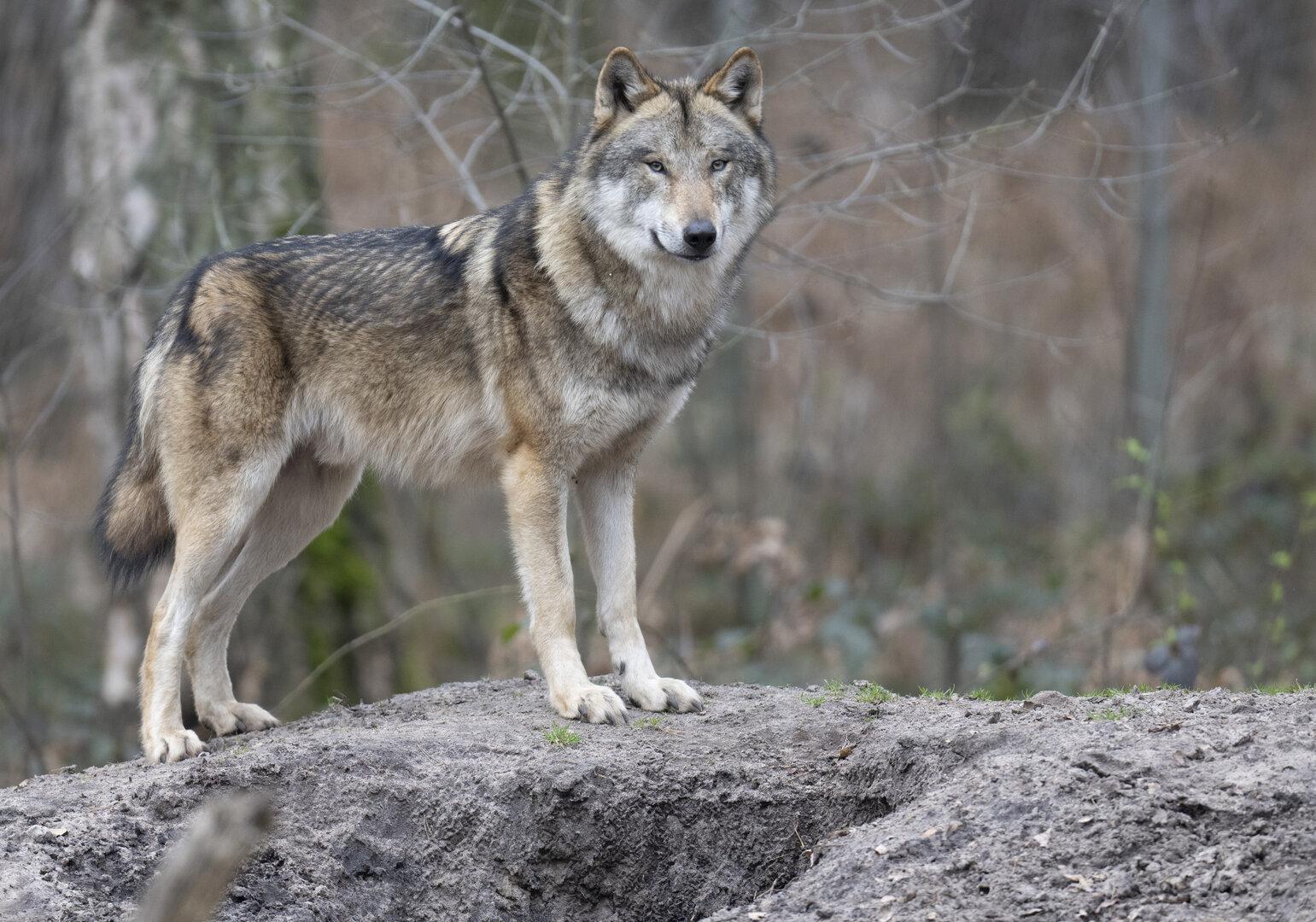 Trotz EuGH-Urteil gibt Tirol weiteren Wolf zum Abschuss frei