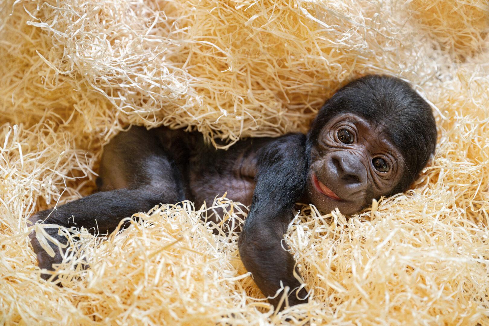 Österreichs erstes Gorillababy: Primat mit Starpotenzial