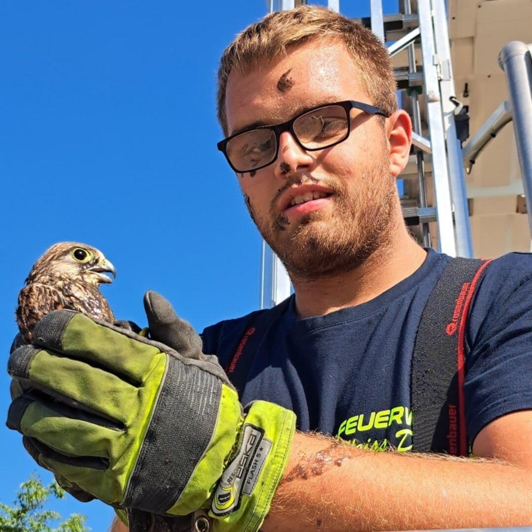 NÖ: Feuerwehr rettete vier junge Falken aus Klärbecken