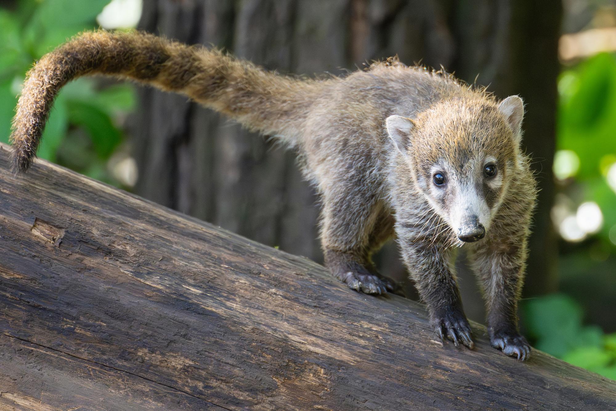 Umzug im Zoo Schönbrunn: Nasenbären-Jungtiere siedelten in Bären-WG um
