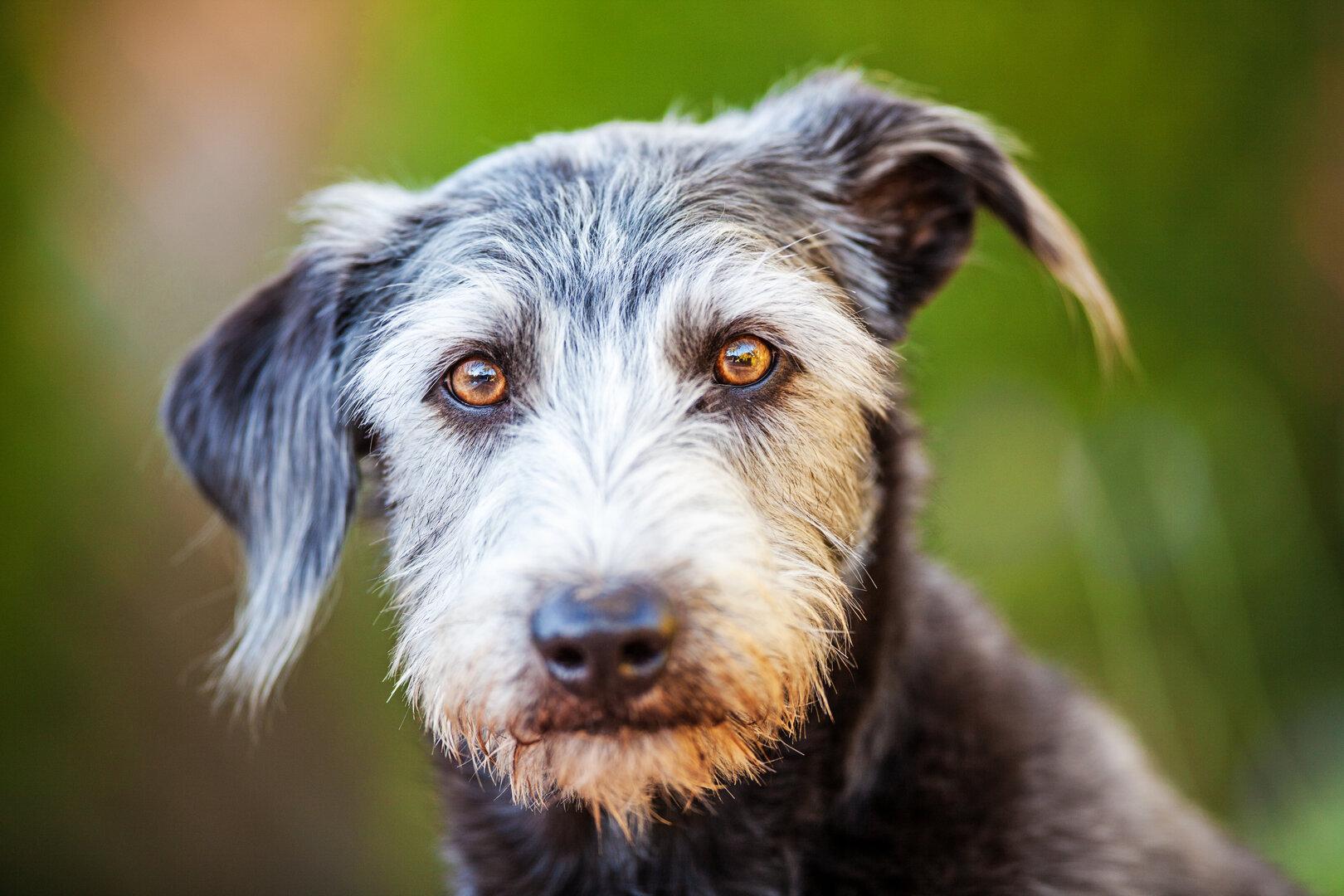 Tiercoach: Sind Mischlingshunde gesünder als reinrassige Vierbeiner?