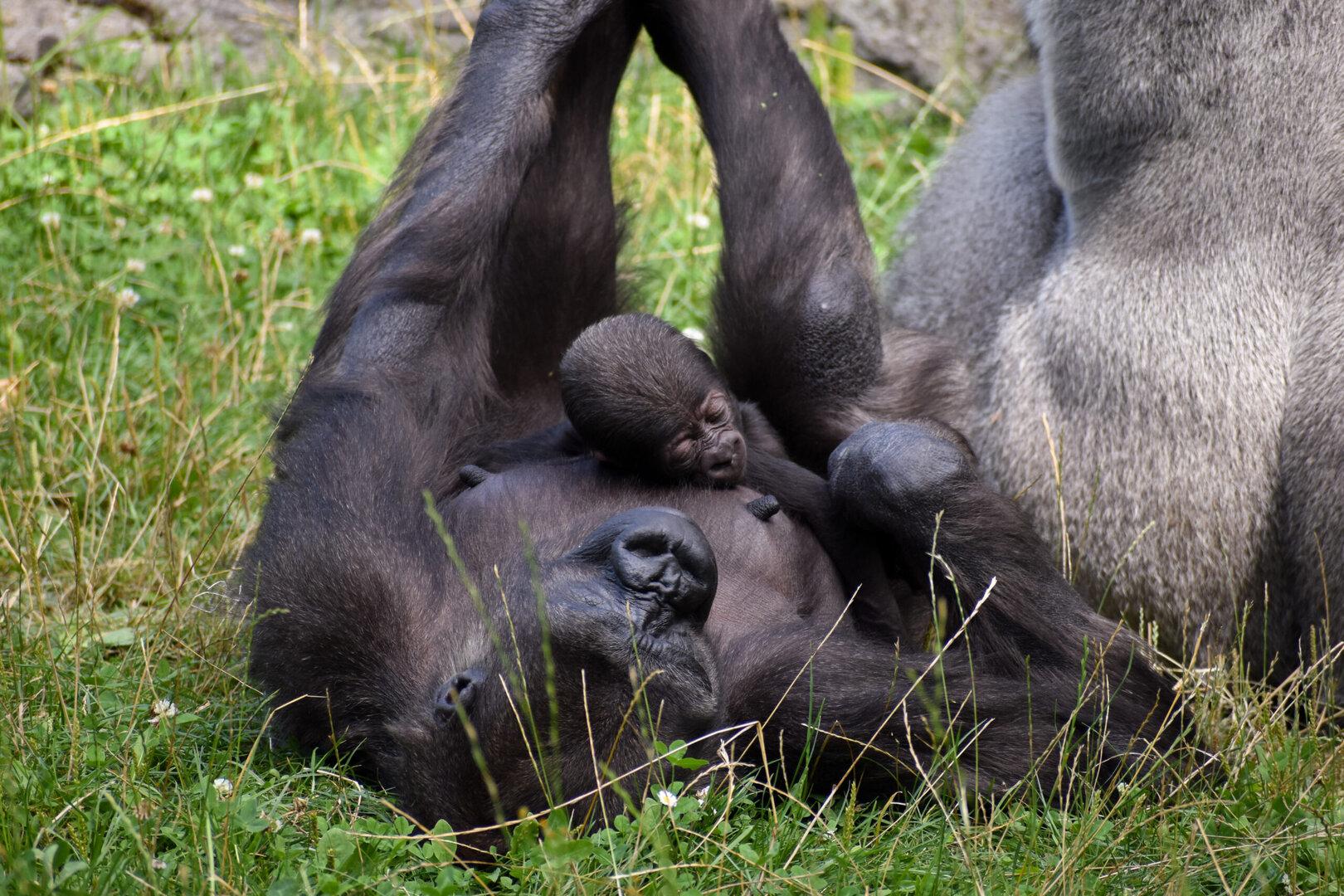 Gorillababy auf erster Erkundungstour im Zoo Schmiding