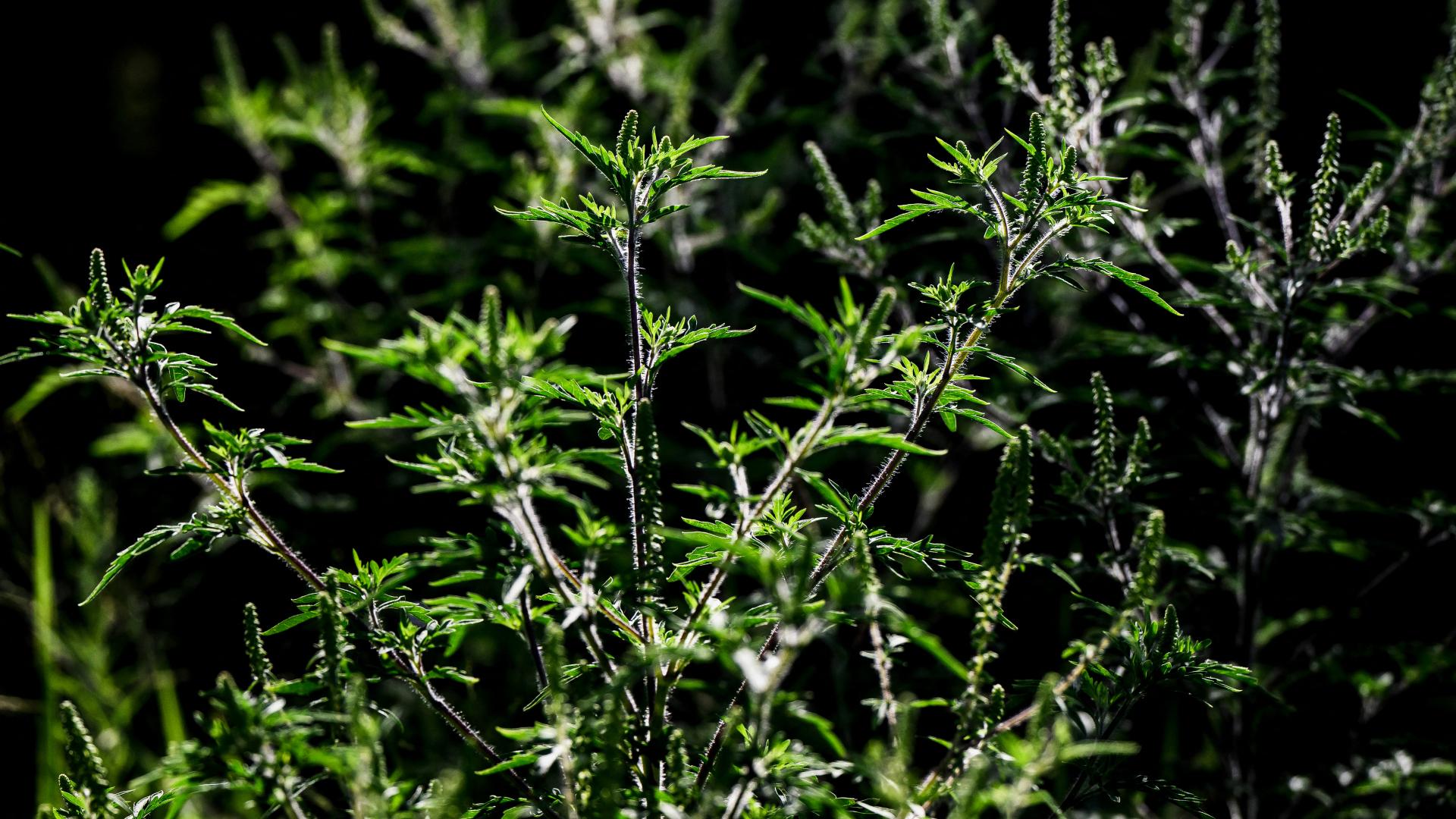 V Avstriji se širijo tujerodne rastlinske vrste, kar ogroža zdravje in gospodarstvo