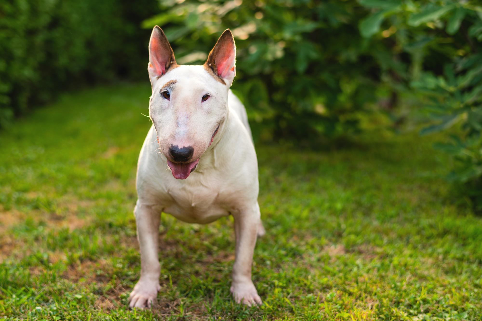 Joggerin in der Steiermark von Hund attackiert und schwer verletzt