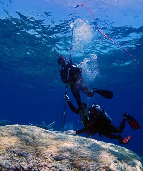 Am Rande der Katastrophe: Höchste Wassertemperatur seit 400 Jahren am Great Barrier Reef