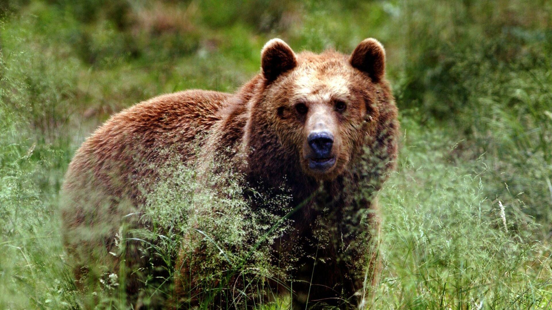 Bereits 7 Tote: Bärenattacken erreichten neuen Höchststand