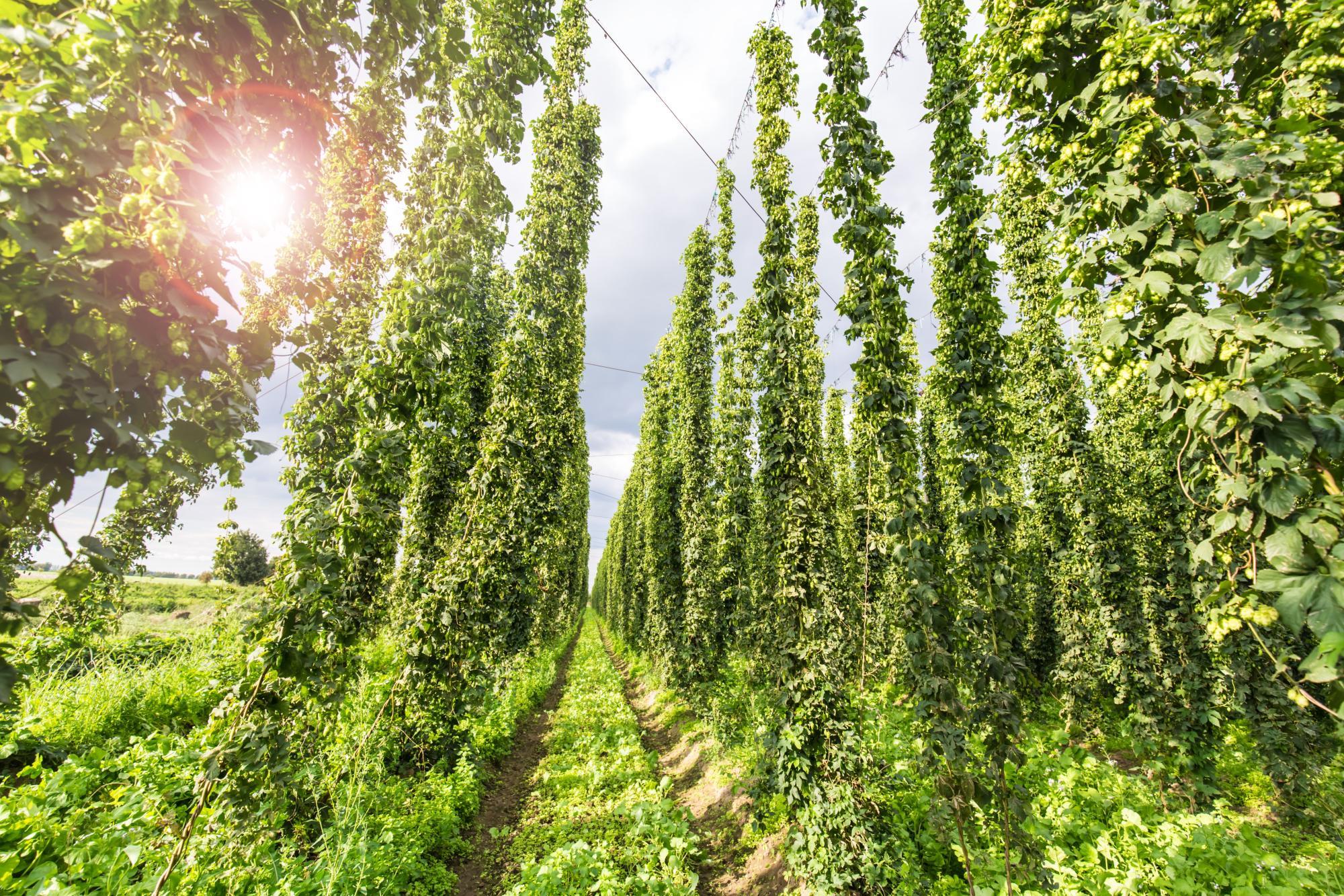 Ripe hops