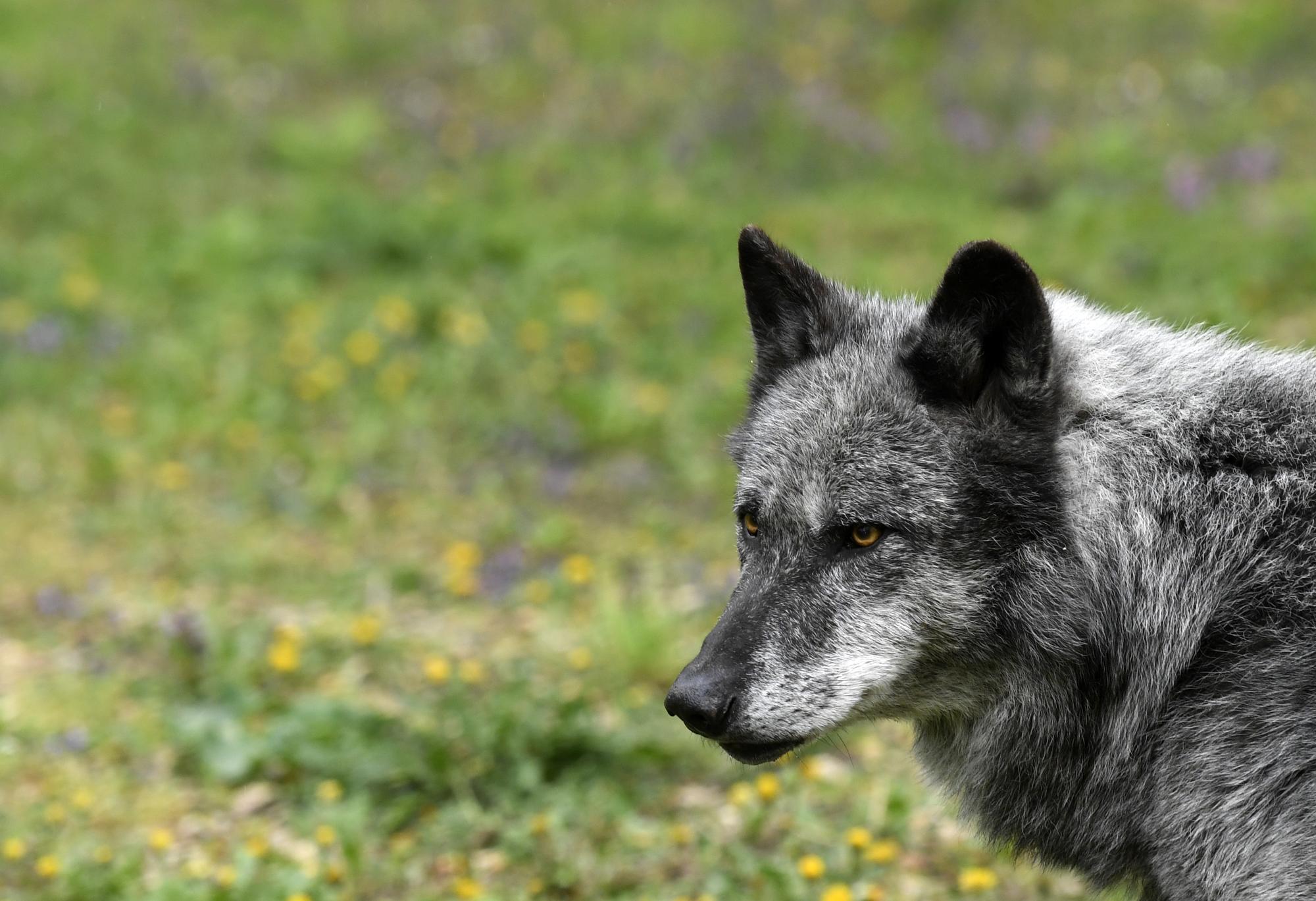 Wolf tot im Mühlviertel aufgefunden