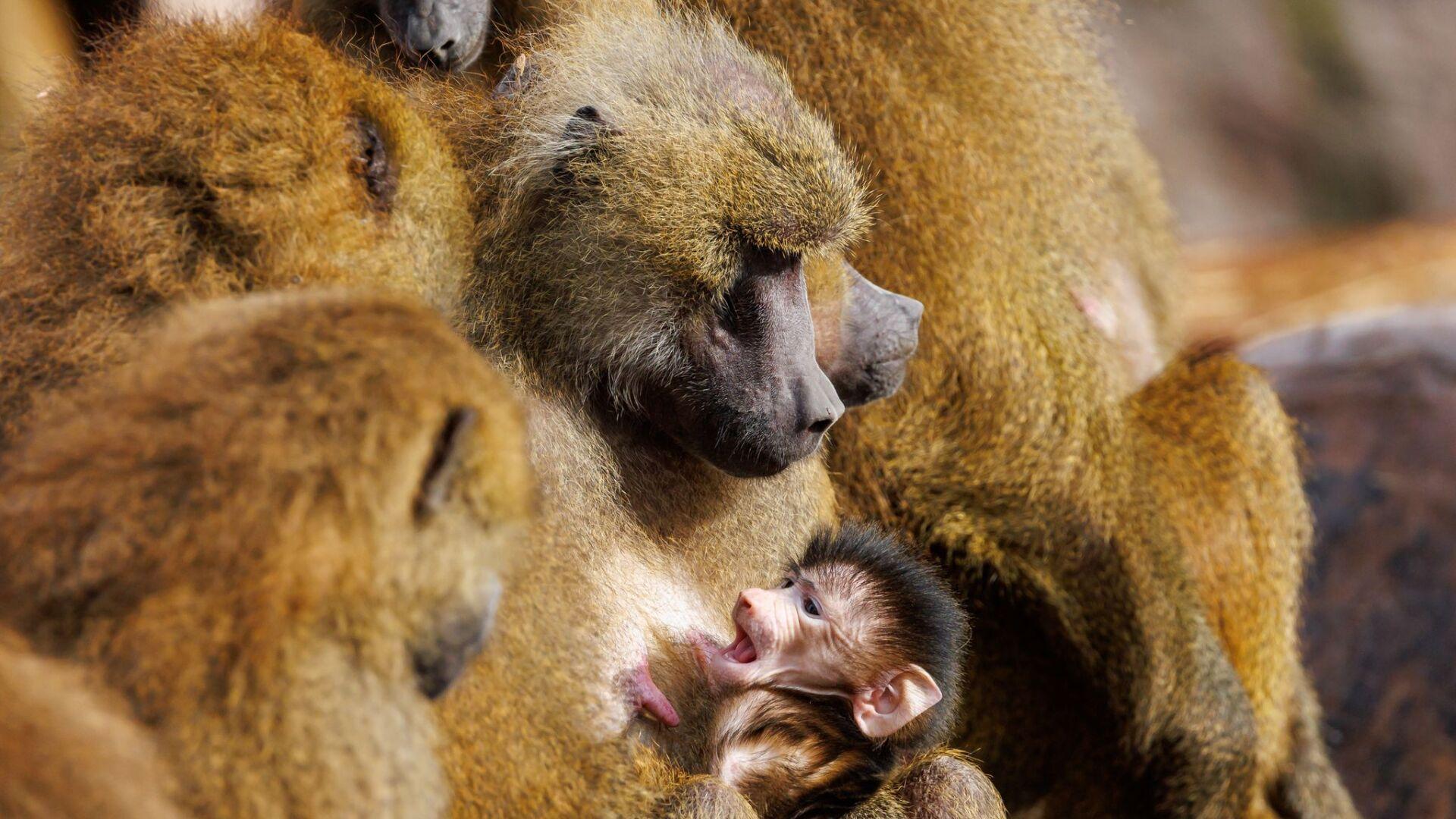 Umstrittenes Vorgehen: Zoo bleibt geschlossen, weil Paviane getötet werden