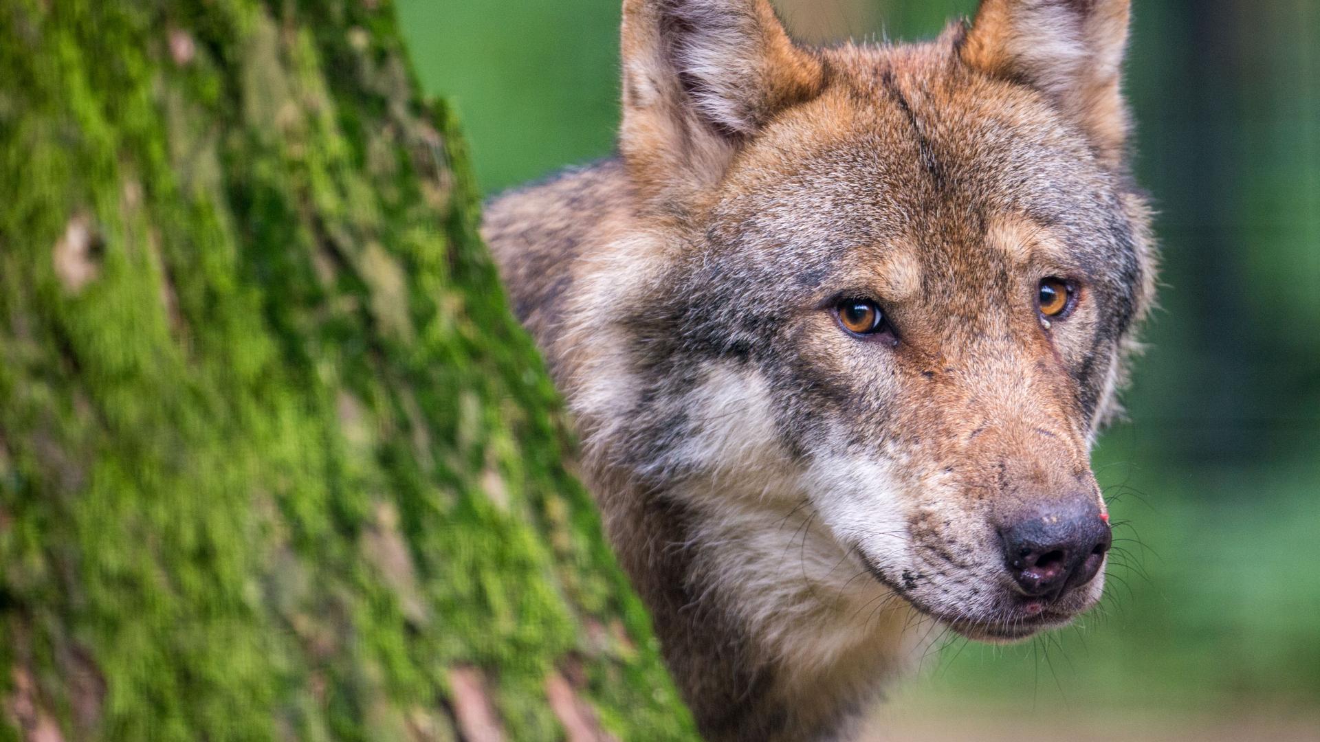 Streitthema Wolf: Karte zeigt erstmals "potenziellen Lebensraum"