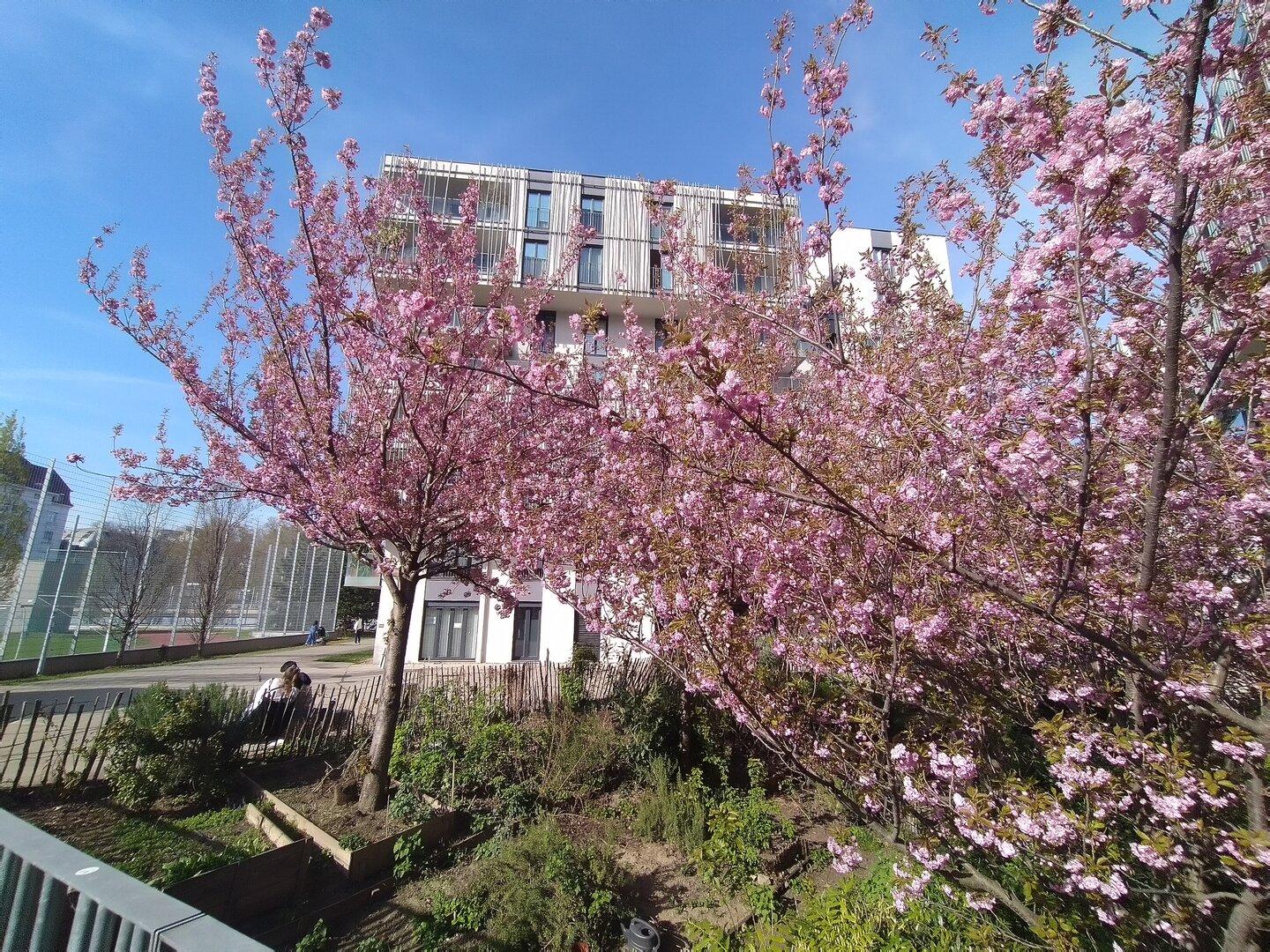 Hier sieht man rosa blühende Zierkirschen.