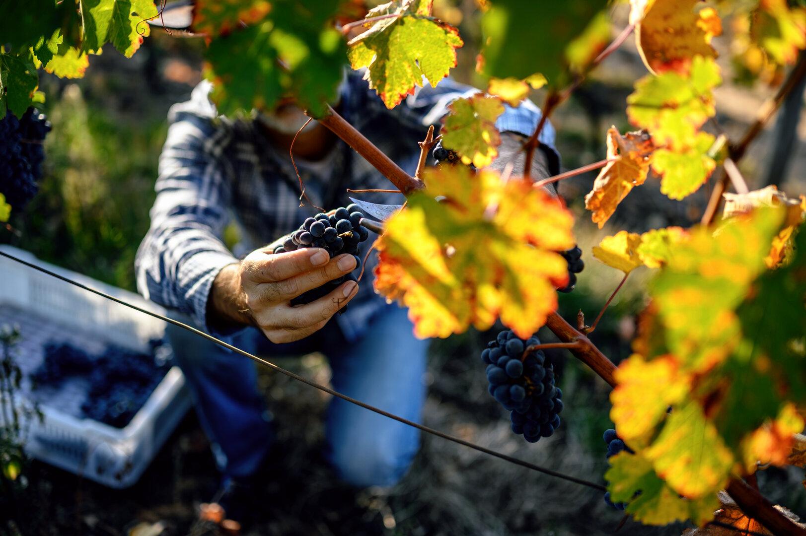 Weinherbst bis Bauernfest: Fünf herbstliche Veranstaltungstipps in Österreich