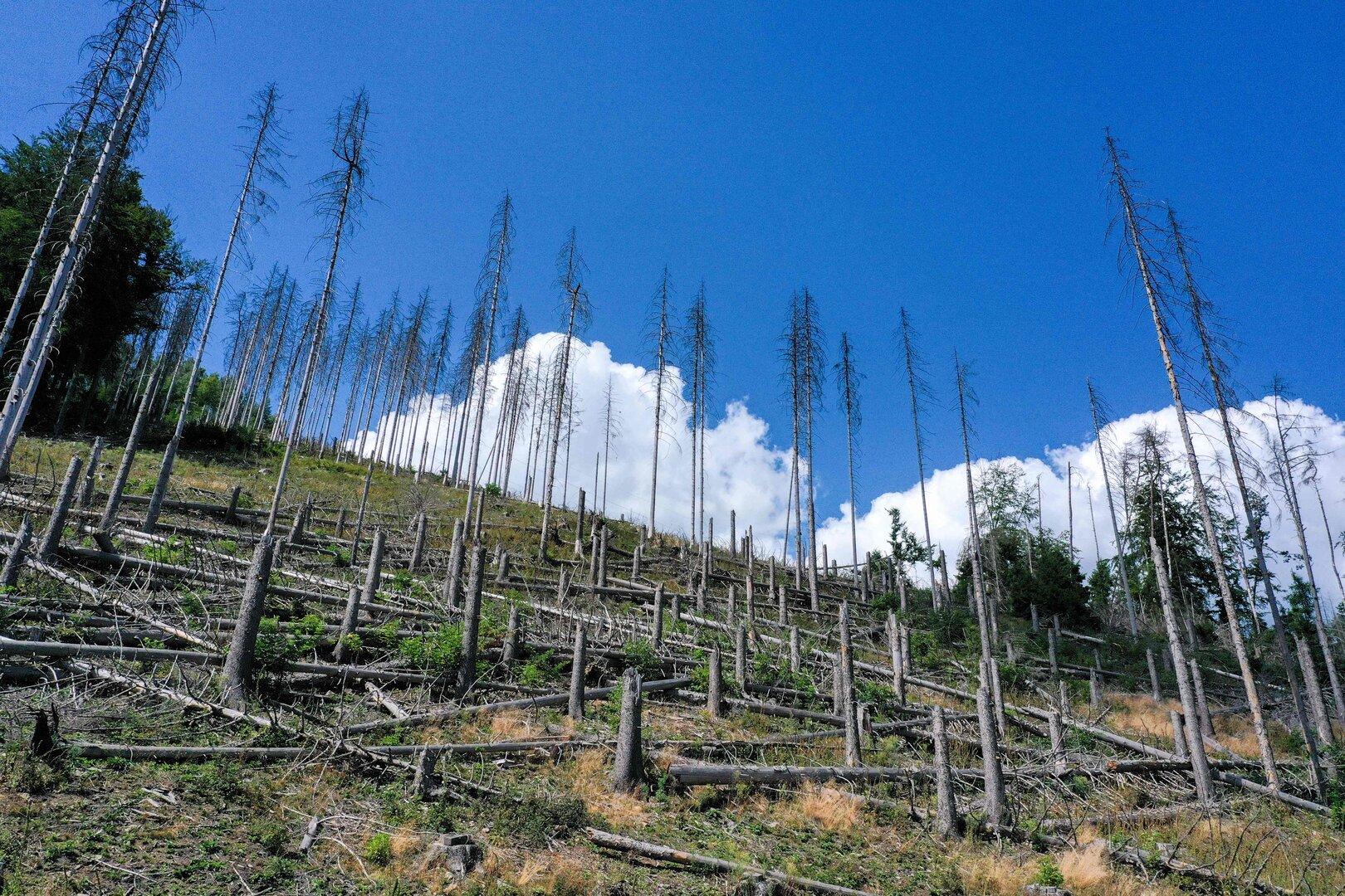 GERMANY-ENVIRONMENT-NATURE-CLIMAT-DROUGHT Schäden im Wald werden in der Forstwirtschaft "Kalamitäten" genannt. Der Borkenkäfer ist eine der größten Gefahren