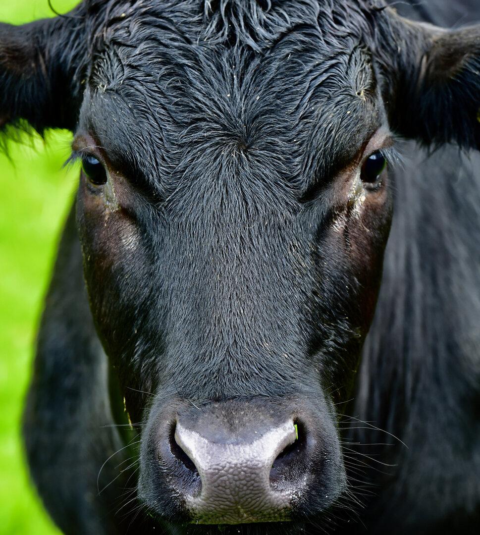 Tierkadaver auf einem Rinderbetrieb: Ermittlungen laufen