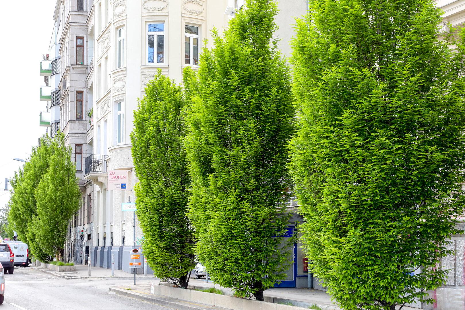 Paris investiert in Hitzeschutz: Wo Wien bereits einen Schritt voraus ist