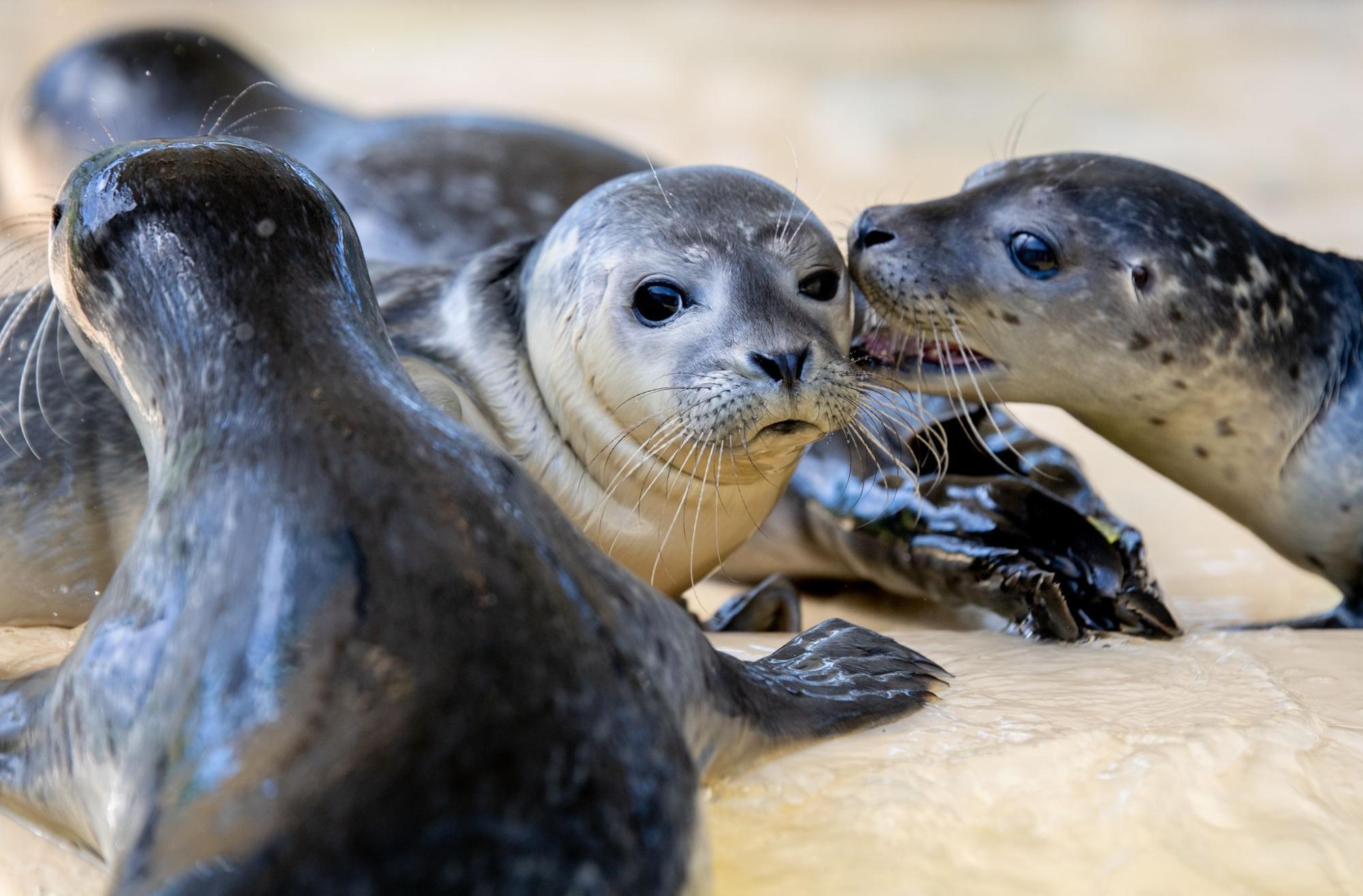 Moški na otoku Langeoog prestrašil tjulnje za fotografiranje