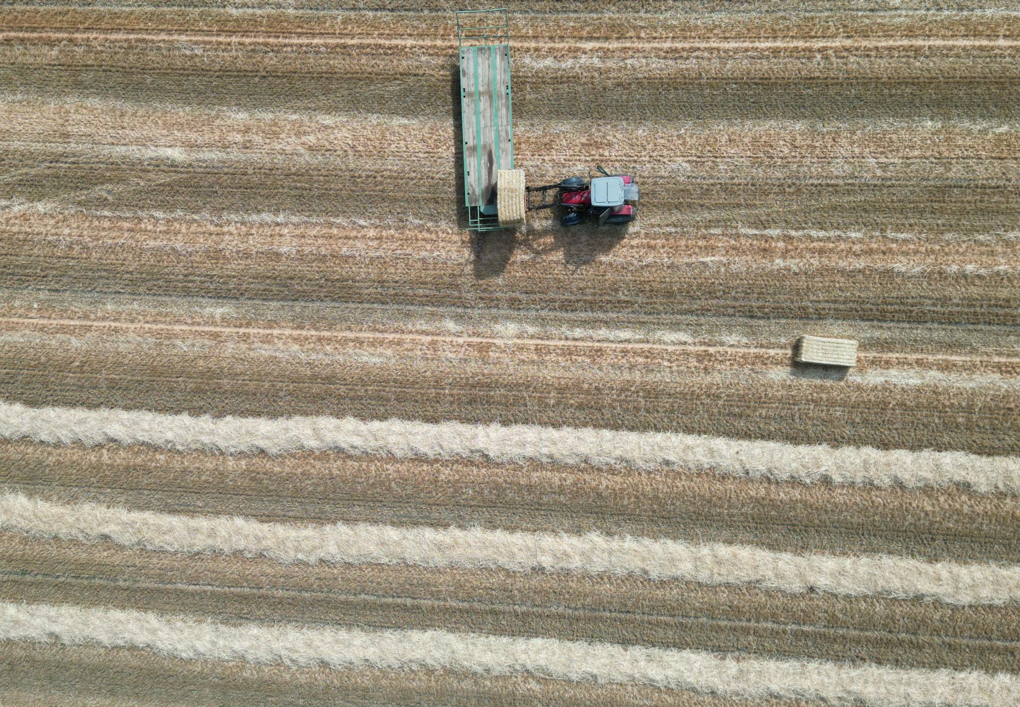 Getreideernte in Oberösterreich: Ertrag und Qualität gut