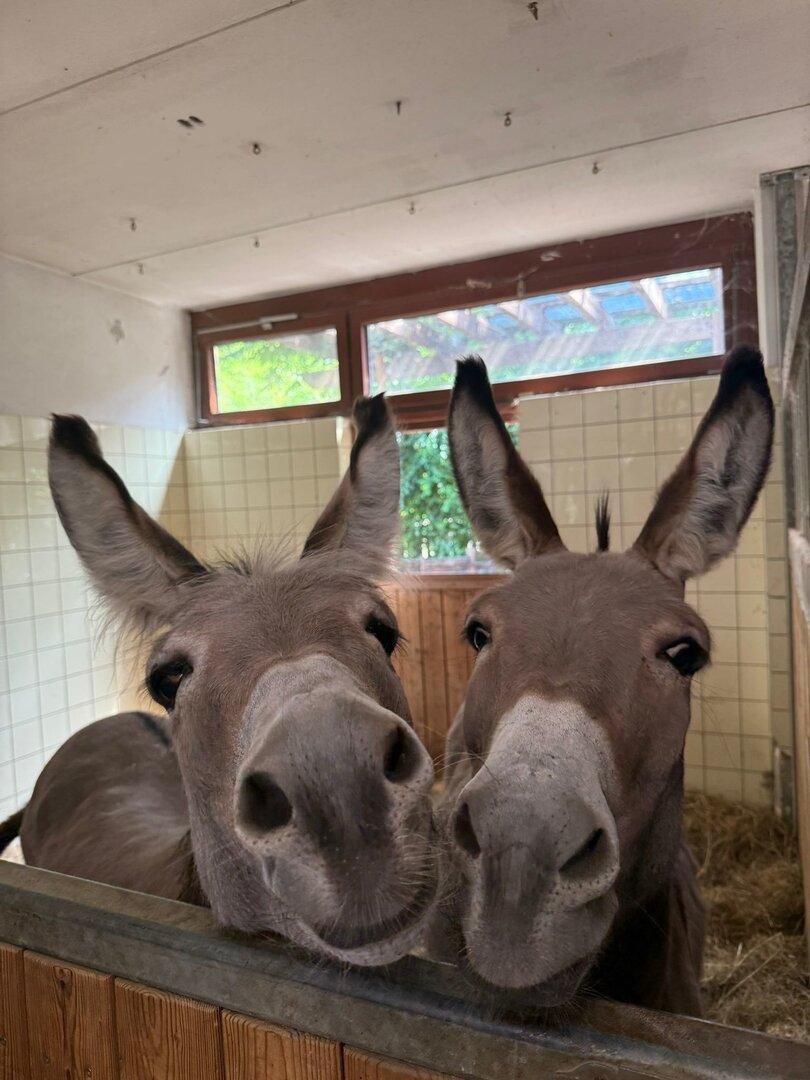 Na Tirolskem medved usmrtil dva osla