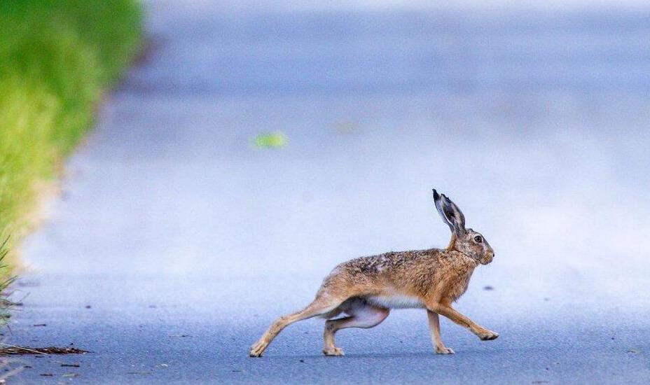 Hohe Zahl an Wildunfällen: 17.000 Hasen im Straßenverkehr getötet