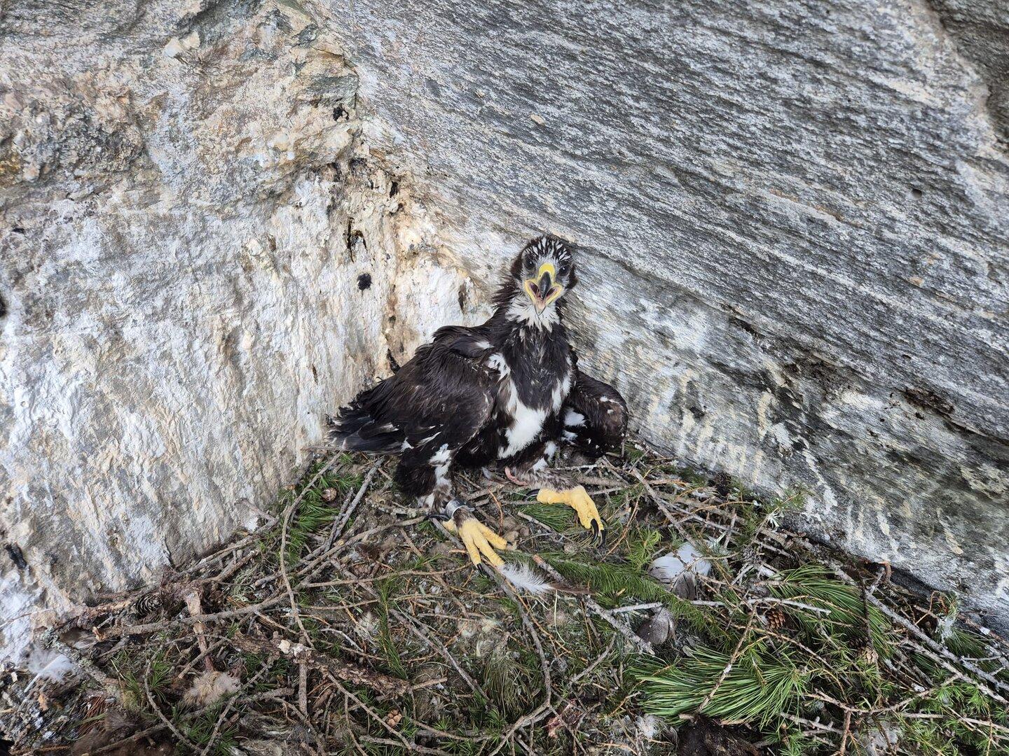 Mladega orla "Zirki25" v narodnem parku Hohe Tauern opremili z GPS-oddajnikom